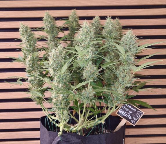 Lemon Cherry Gelato Automatic. Week 11