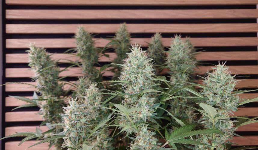 Lemon Cherry Gelato Automatic. Week 11