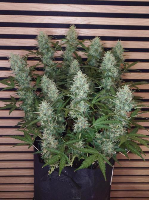 Lemon Cherry Gelato Automatic. Week 11