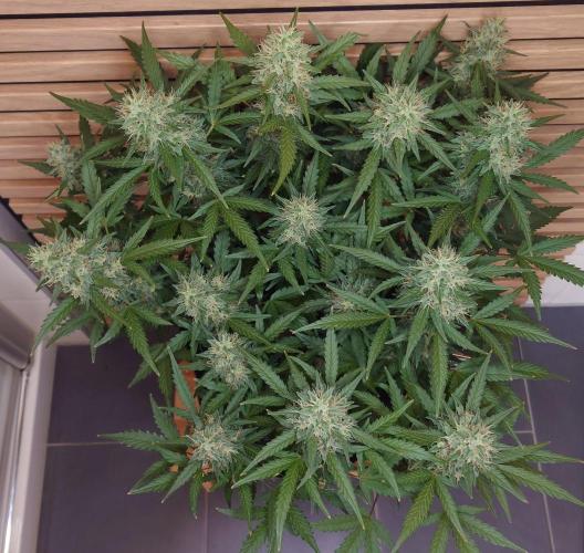 Lemon Cherry Gelato Automatic. Week 11