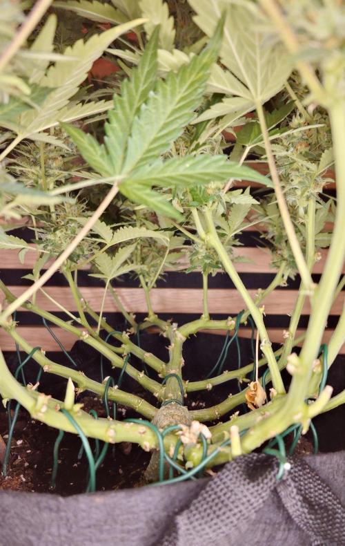 Lemon Cherry Gelato Automatic. Week 11