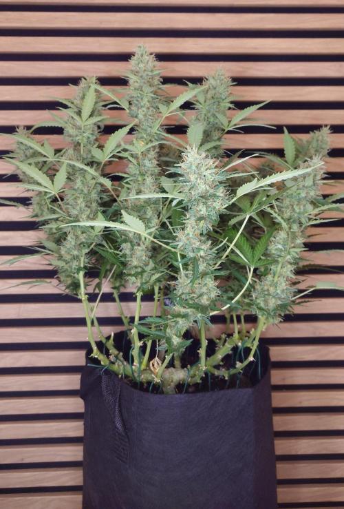 Lemon Cherry Gelato Automatic. Week 11