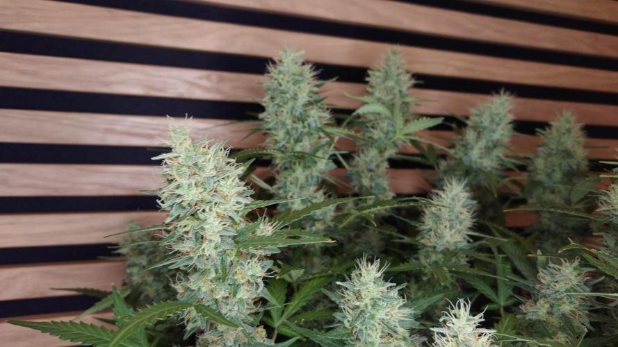 Lemon Cherry Gelato Automatic. Week 11