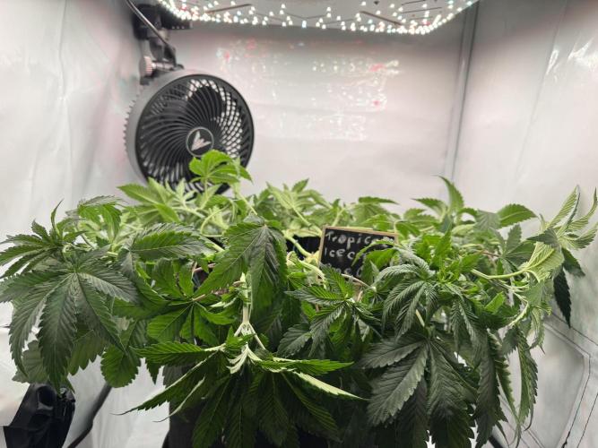 The Tropical Ice Cream One. Week 5