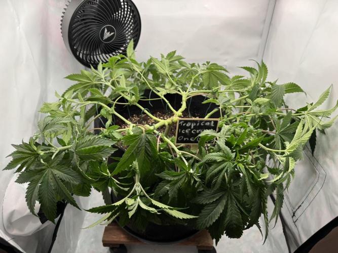 The Tropical Ice Cream One. Week 5