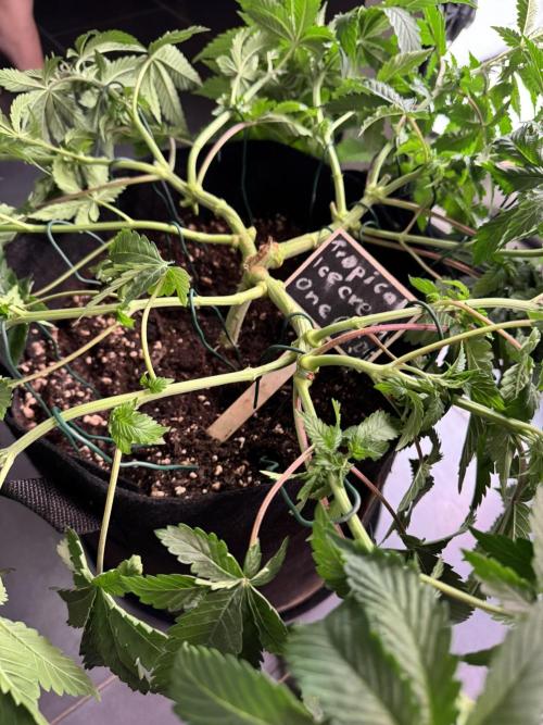 The Tropical Ice Cream One. Week 5