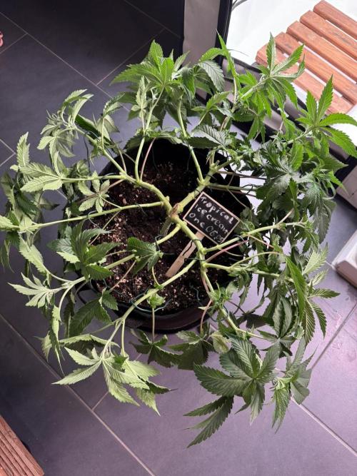 The Tropical Ice Cream One. Week 5