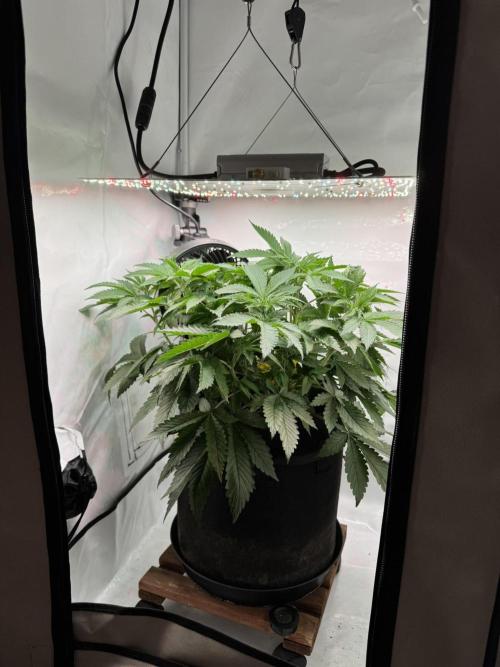 The Tropical Ice Cream One. Week 5