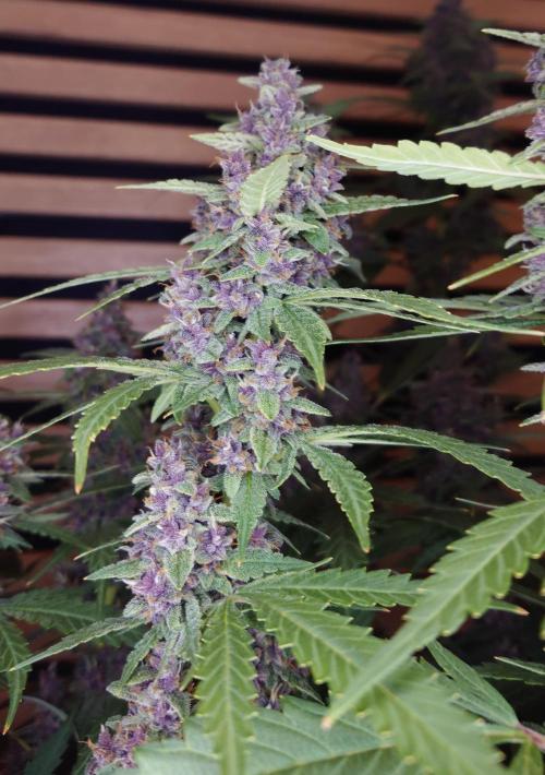 Banana Purple Punch Auto RF3. Week 11