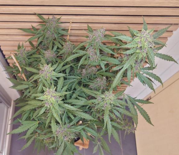 Banana Purple Punch Auto RF3. Week 11