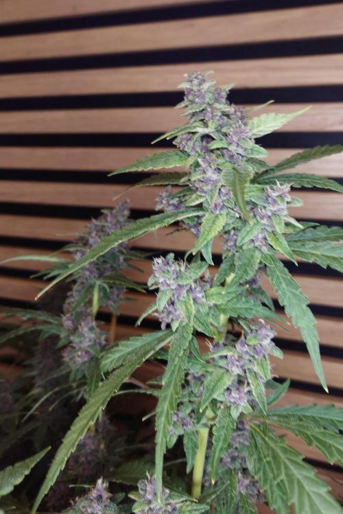 Banana Purple Punch Auto RF3. Week 11