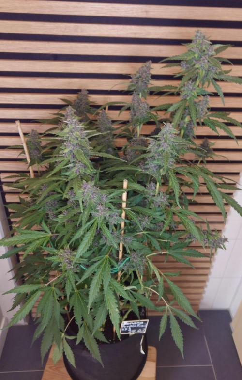 Banana Purple Punch Auto RF3. Week 11