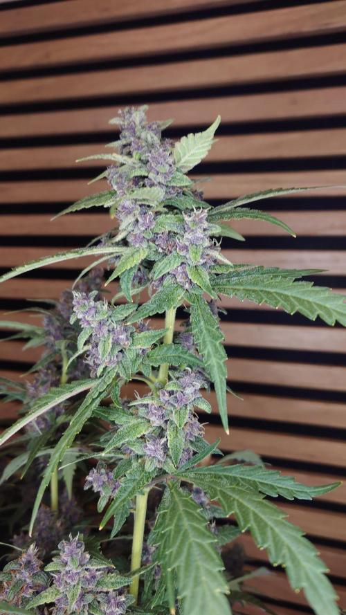 Banana Purple Punch Auto RF3. Week 11