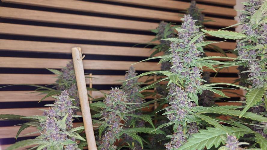 Banana Purple Punch Auto RF3. Week 11