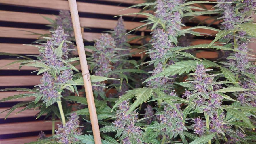 Banana Purple Punch Auto RF3. Week 11