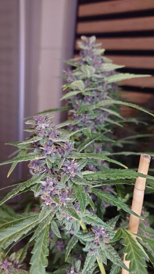 Banana Purple Punch Auto RF3. Week 11