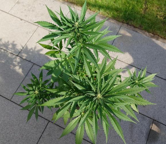 Banana Purple Auto. Week 6