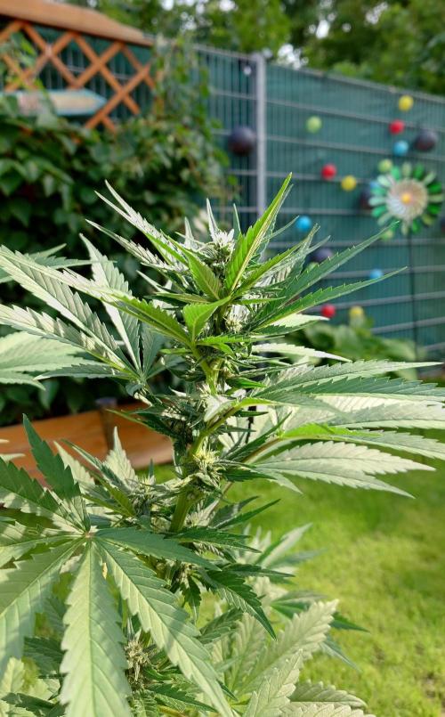 Banana Purple Auto. Week 6