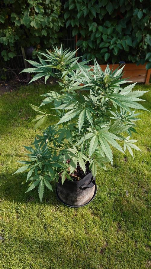 Banana Purple Auto. Week 6