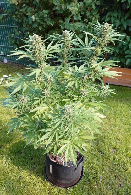 Green Crack F1 Auto. Week 9