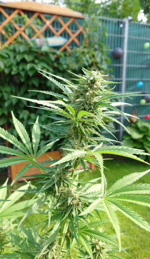 Green Crack F1 Auto. Week 9