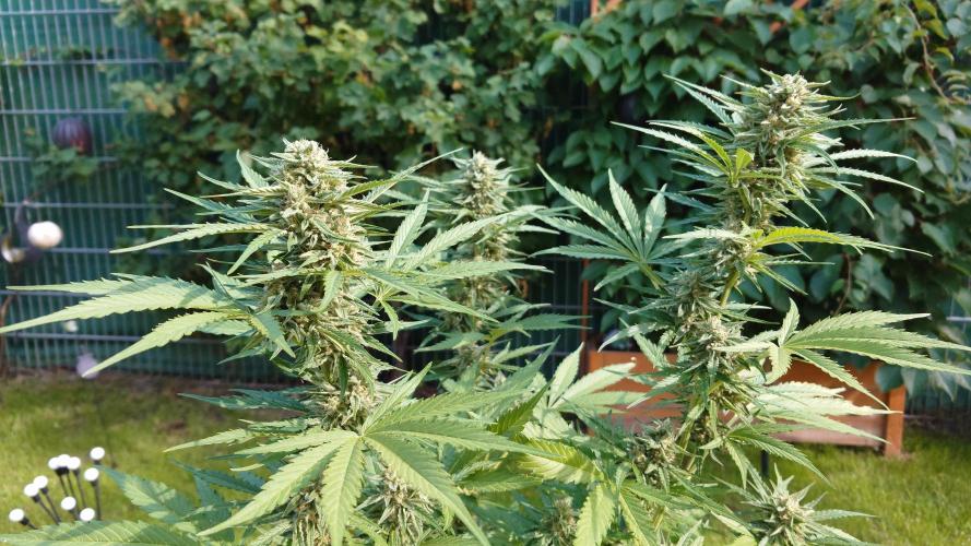 Green Crack F1 Automatic. Week 9