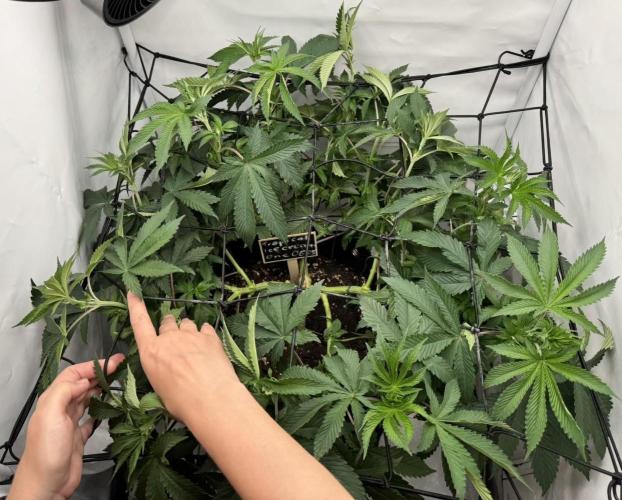 The Tropical Ice Cream One. Week 6