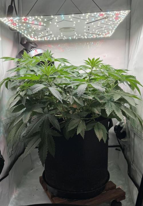 The Tropical Ice Cream One. Week 6