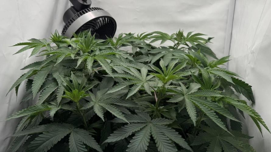 The Tropical Ice Cream One. Week 6