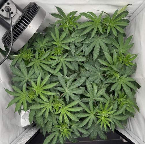 The Tropical Ice Cream One. Week 6