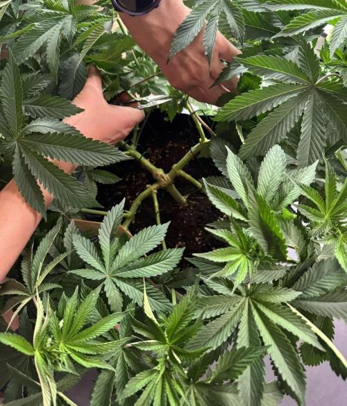 The Tropical Ice Cream One. Week 6