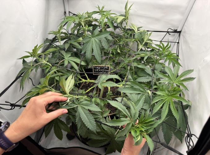 The Tropical Ice Cream One. Week 6