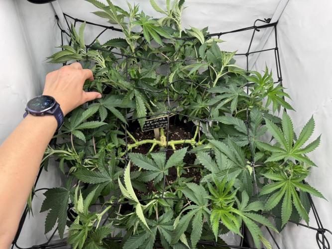 The Tropical Ice Cream One. Week 6