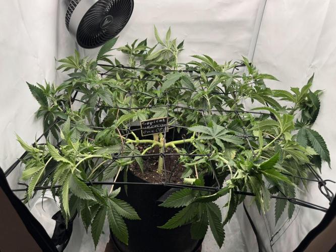 The Tropical Ice Cream One. Week 6