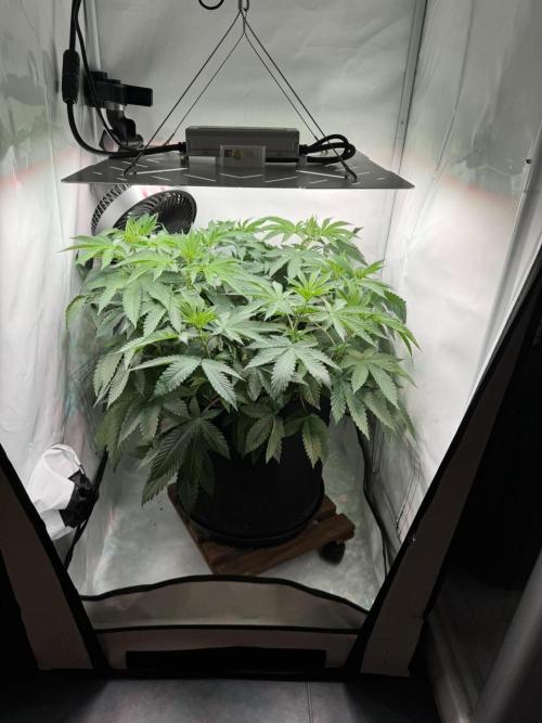 The Tropical Ice Cream One. Week 6