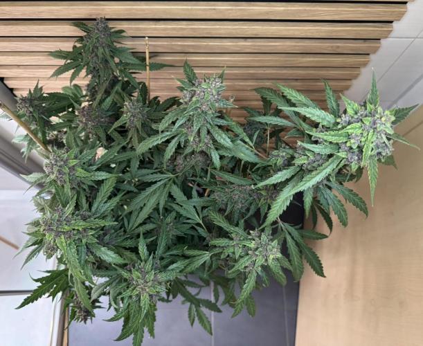 Banana Purple Punch Auto RF3. Week 12