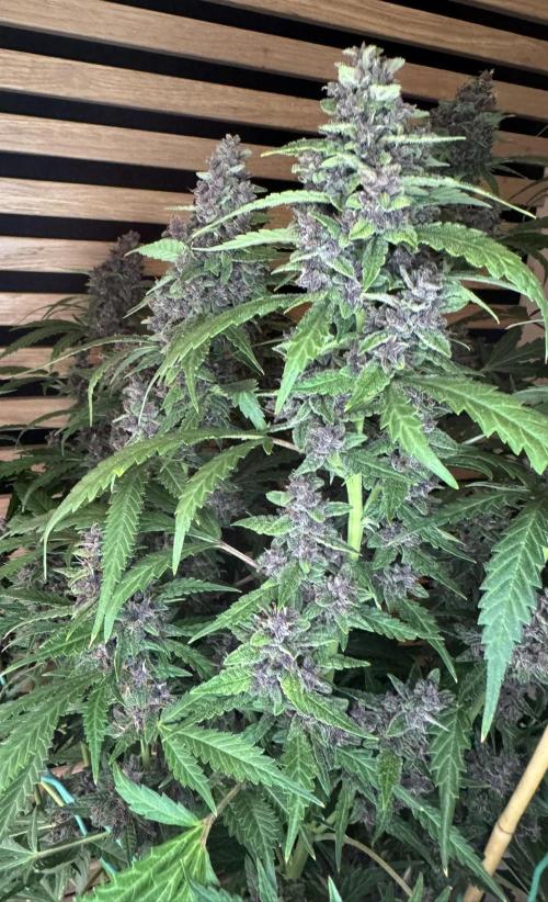Banana Purple Punch Auto RF3. Week 12