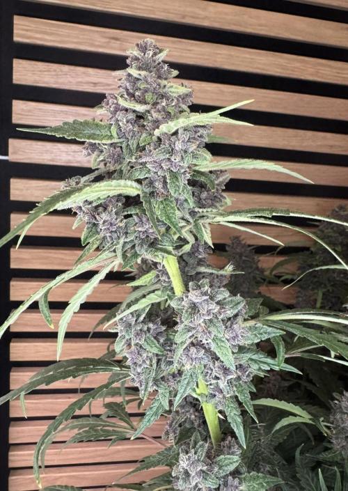 Banana Purple Punch Auto RF3. Week 12