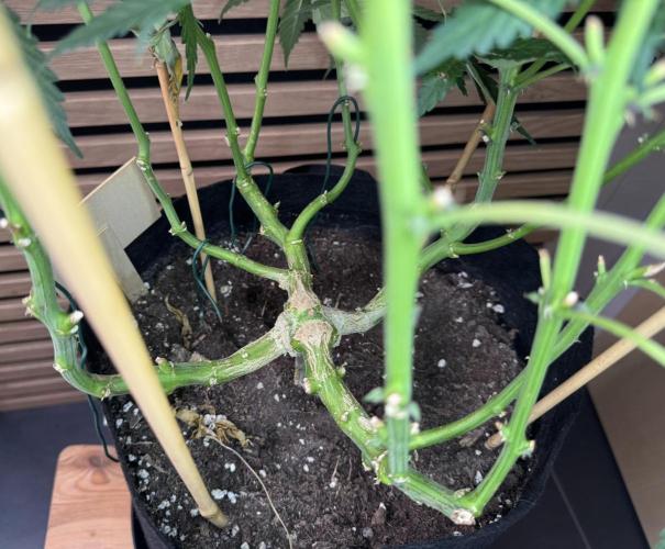 Banana Purple Punch Auto RF3. Week 12