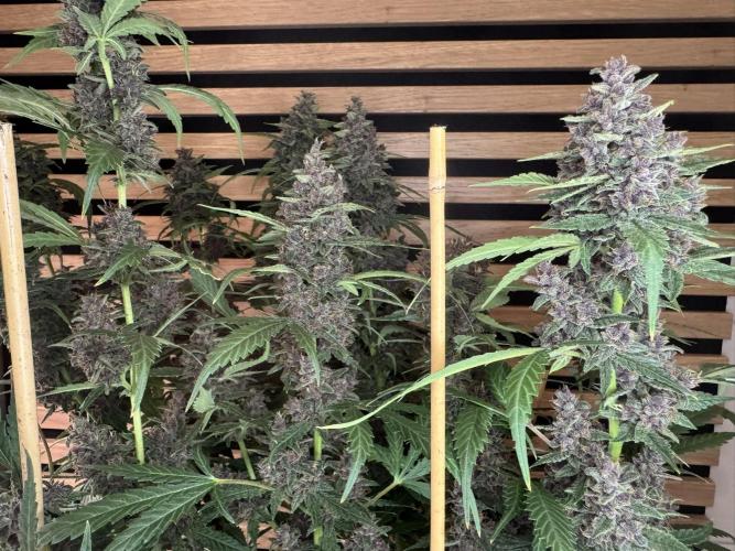 Banana Purple Punch Auto RF3. Week 12