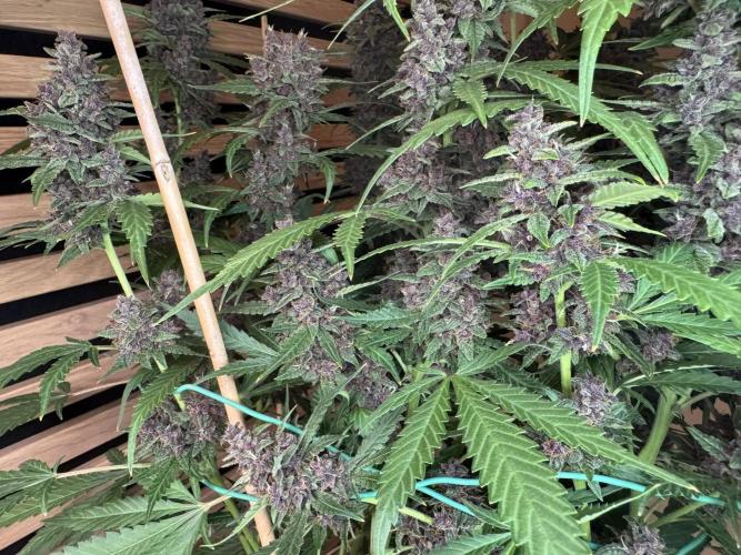 Banana Purple Punch Auto RF3. Week 12