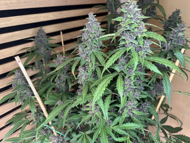 Banana Purple Punch Auto RF3. Week 12