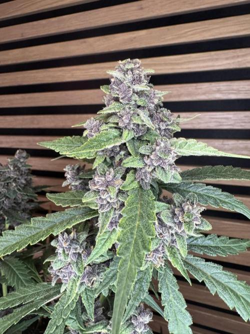 Banana Purple Punch Auto RF3. Week 12