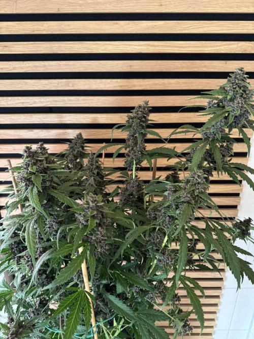 Banana Purple Punch Auto RF3. Week 12