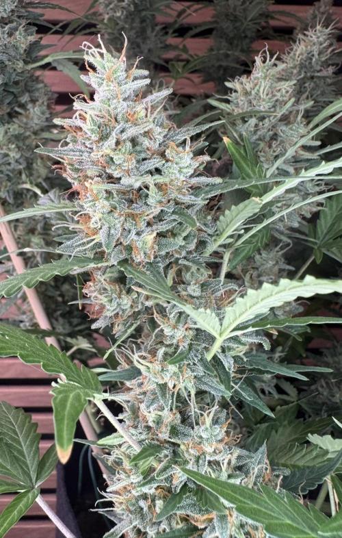 Lemon Cherry Gelato Automatic. Week 12
