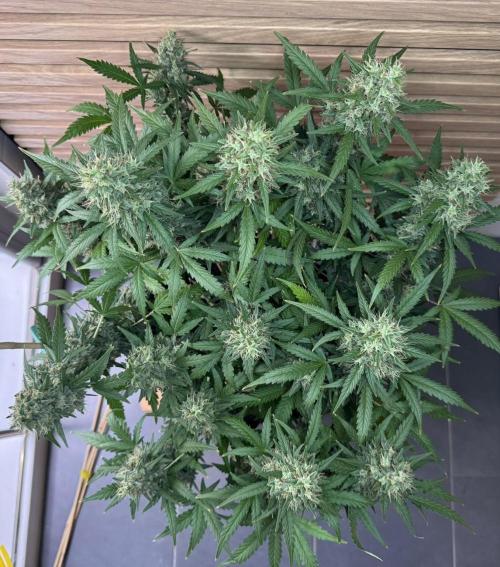 Lemon Cherry Gelato Automatic. Week 12
