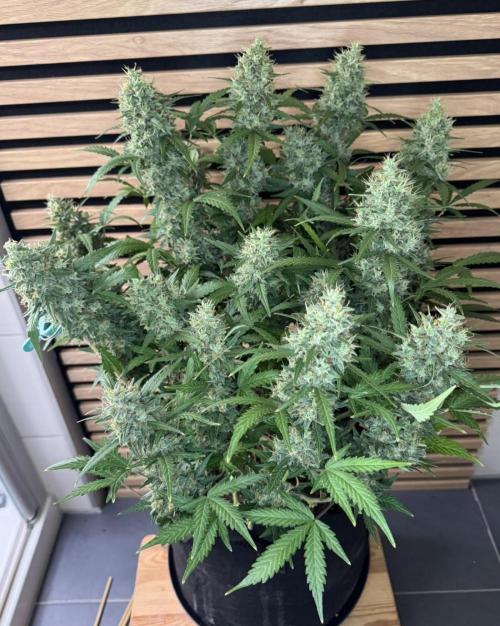 Lemon Cherry Gelato Automatic. Week 12