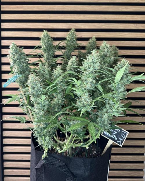 Lemon Cherry Gelato Automatic. Week 12