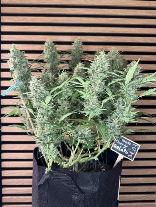 Lemon Cherry Gelato Automatic. Week 12