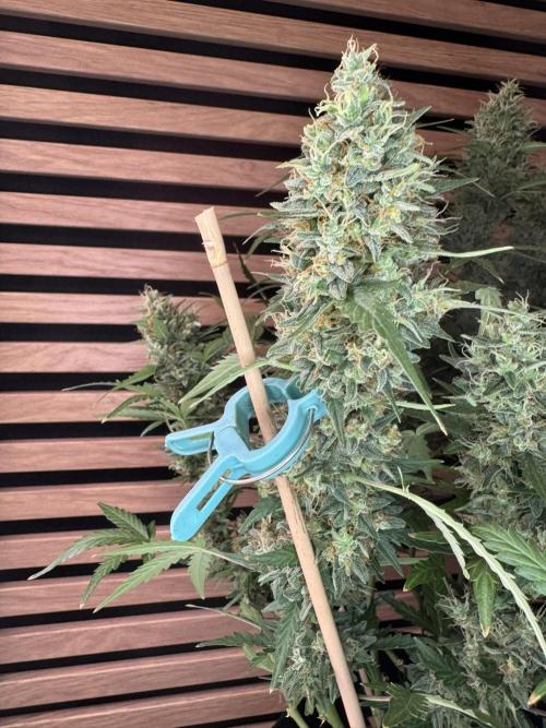 Lemon Cherry Gelato Automatic. Week 12
